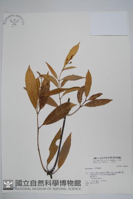 登錄號:S036497藏品圖，第1張