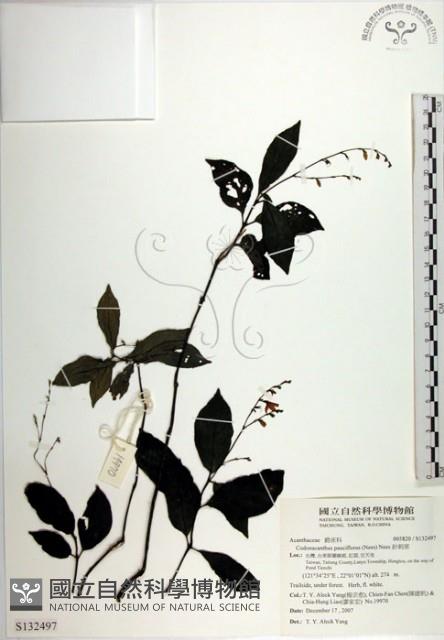 針刺草藏品圖，第1張