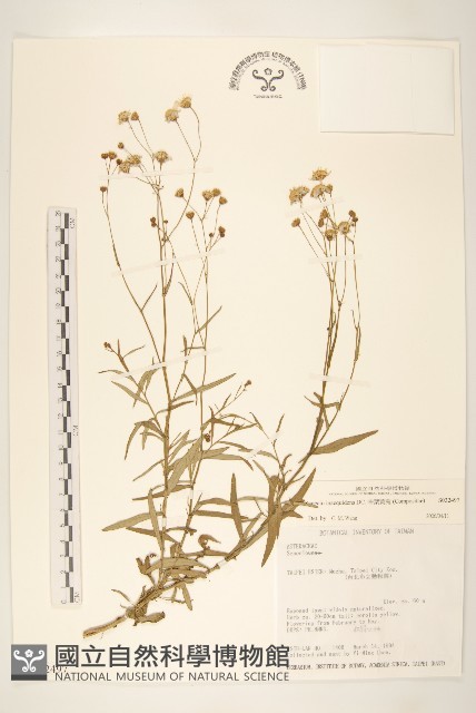 窄葉黃菀藏品圖，第1張
