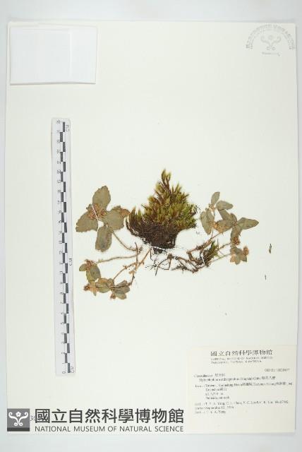 穗花八寶藏品圖，第1張