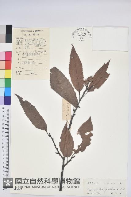 錐栗藏品圖，第1張