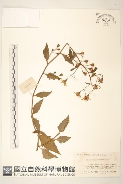 蔓黃菀藏品圖，第1張