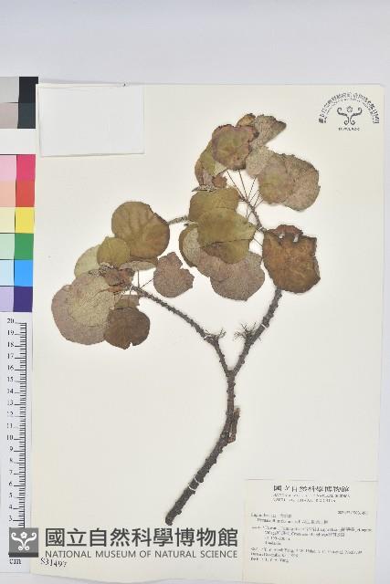 圓葉血桐藏品圖，第1張