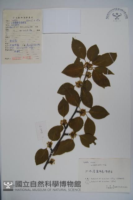 大柄冬青藏品圖，第1張