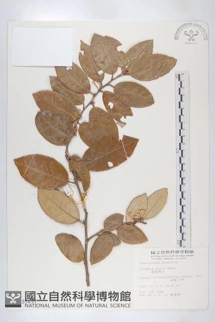 藤胡頹子藏品圖，第1張