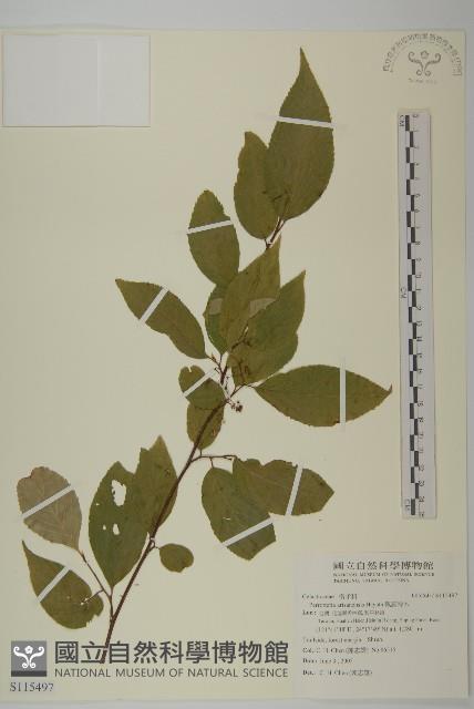 佩羅特木藏品圖，第1張