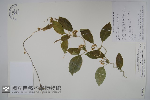 臺灣牛皮消、臺灣白薇藏品圖，第1張