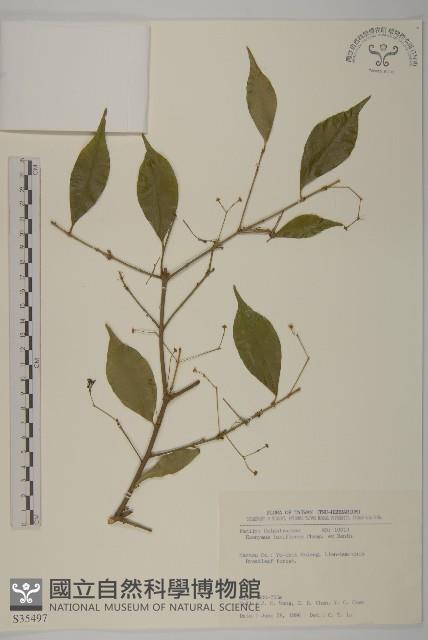 大丁黃藏品圖，第1張