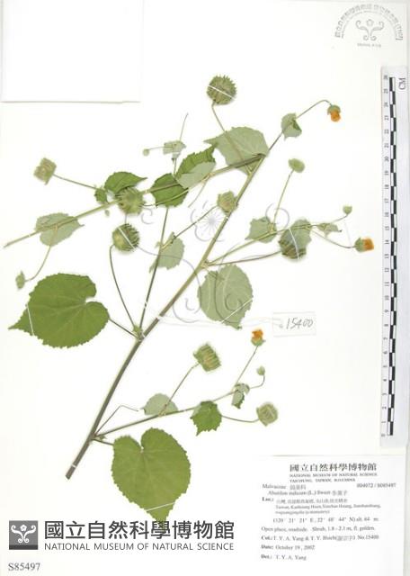 冬葵子藏品圖，第1張