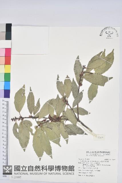 圓果青剛櫟藏品圖，第1張