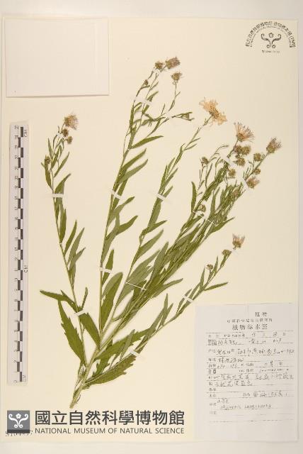 山馬蘭藏品圖，第1張