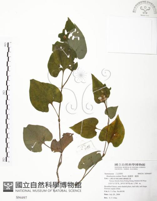 臭腥草、蕺菜藏品圖，第1張