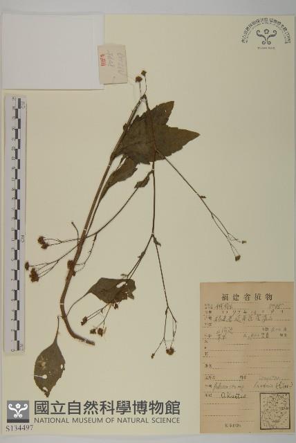 下田菊藏品圖，第1張