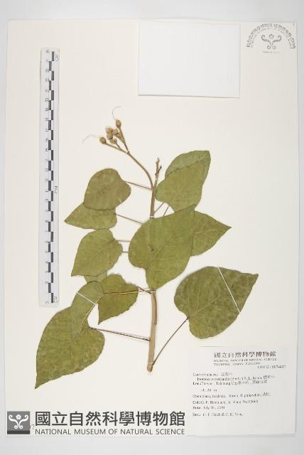 樹牽牛藏品圖，第1張