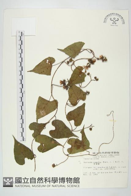 菜欒藤藏品圖，第1張