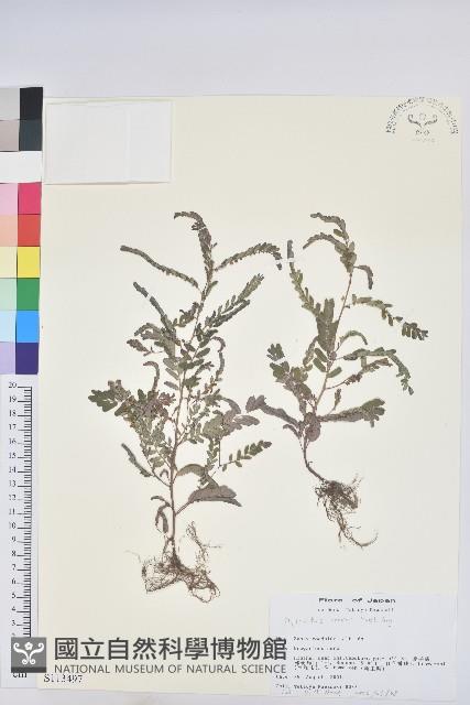 疣果葉下珠藏品圖，第1張