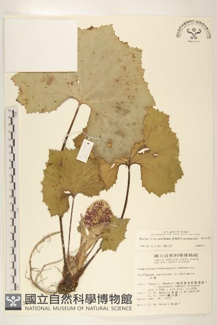 臺灣款冬藏品圖，第1張