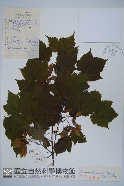 毛脈槭藏品圖，第1張