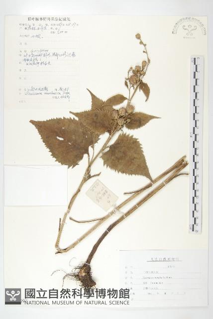 東北鳳毛菊藏品圖，第1張