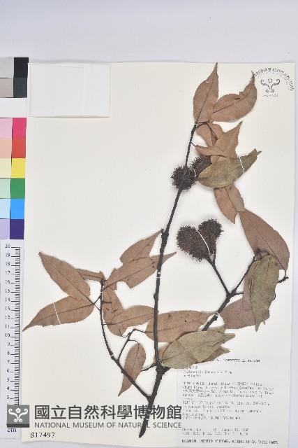 赤栲、赤校藏品圖，第1張