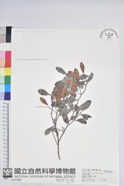 凹葉越橘藏品圖，第1張