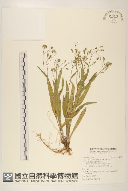 兔仔菜藏品圖，第1張