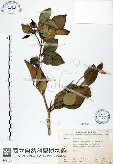 長果月橘藏品圖，第1張