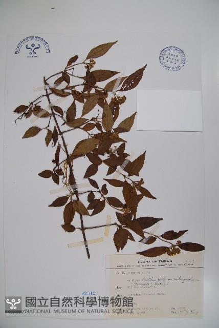 狹葉莢迷藏品圖，第1張