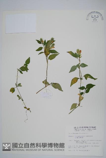 臺灣明萼草藏品圖，第1張