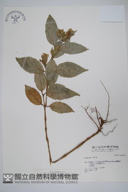 直立半插花藏品圖，第1張