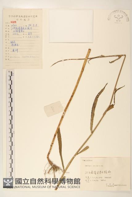 鵝仔草藏品圖，第1張