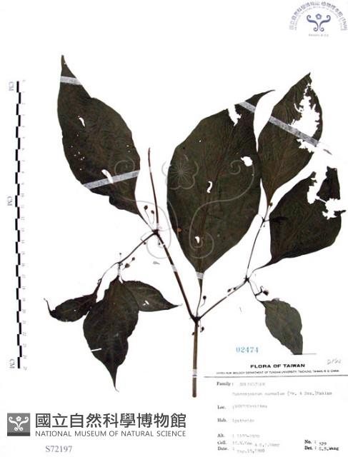 龍珠藏品圖，第1張