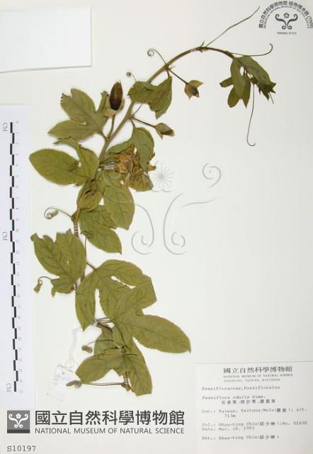 西番蓮、百香果藏品圖，第1張