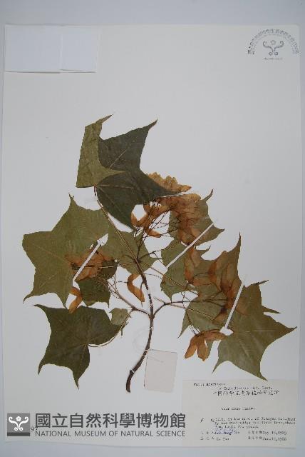 元寶楓, 地錦槭藏品圖，第1張