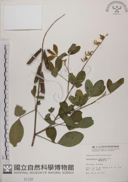 黃野百合藏品圖，第1張