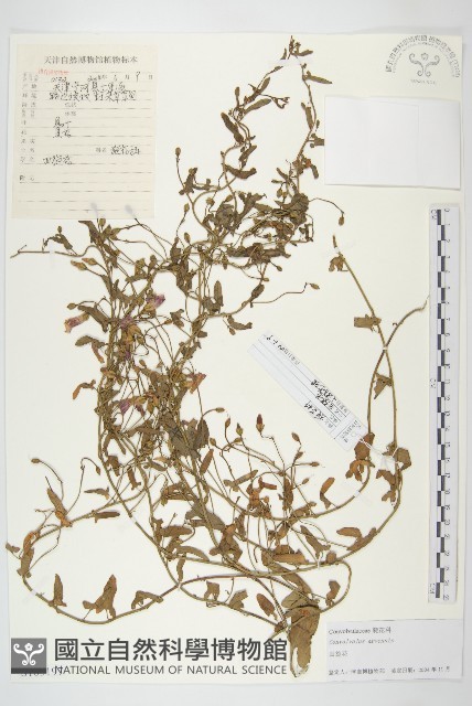 田旋花藏品圖，第1張
