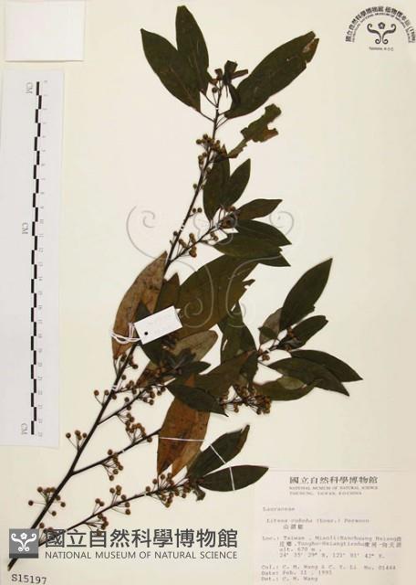 山胡椒藏品圖，第1張