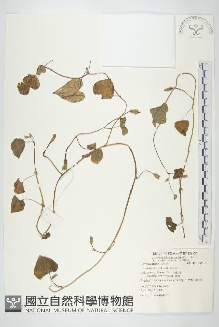 牽牛花藏品圖，第1張