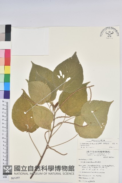 紅頭鐵莧、蘭嶼鐵莧藏品圖，第1張