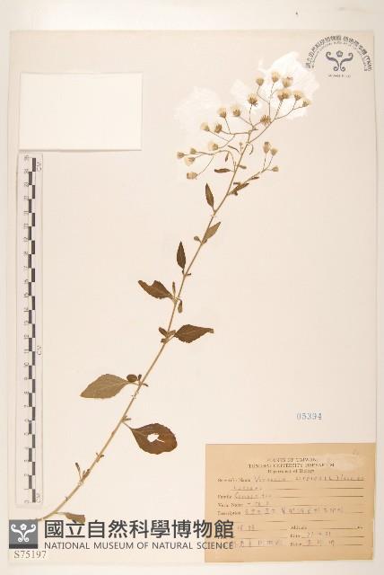 一枝香藏品圖，第1張