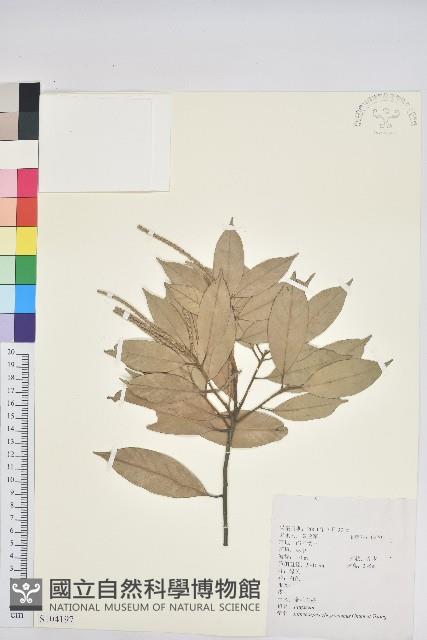 金毛石櫟藏品圖，第1張