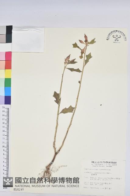 猩猩草藏品圖，第1張