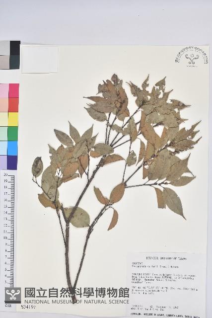 長尾栲、長尾柯、長尾尖葉櫧藏品圖，第1張