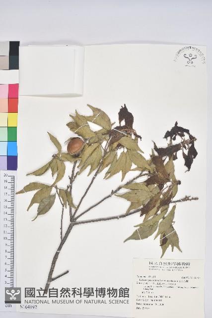 油葉石櫟藏品圖，第1張