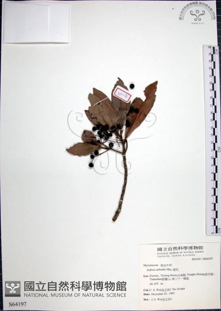 樹杞藏品圖，第1張