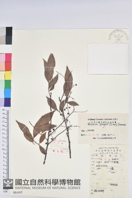 米飯花藏品圖，第1張