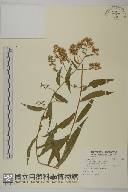 臺灣馬蘭藏品圖，第1張