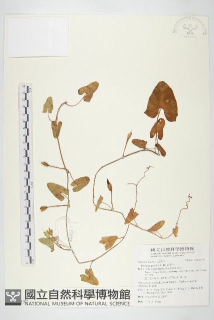 海牽牛藏品圖，第1張