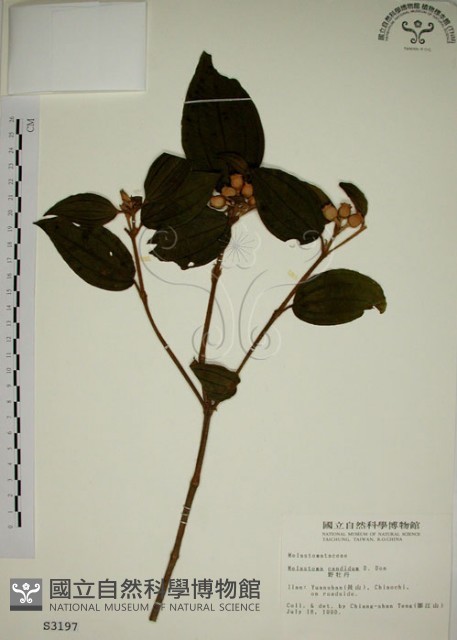 野牡丹藏品圖，第1張