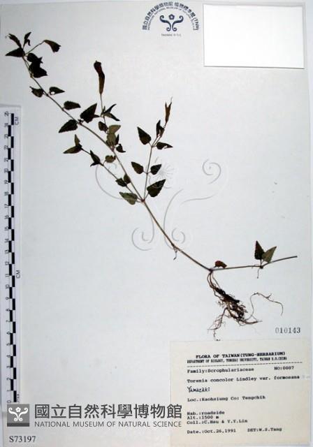 倒地蜈蚣、四角銅鑼藏品圖，第1張